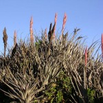 Plantas no muy usuales como bromelias se encuentran en el Distrito de Sexi.