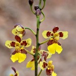 Odontoglossum angustatus es una de nueve especies de orchideas encontrada en Sexi. Photo ©2011 JLSchnell